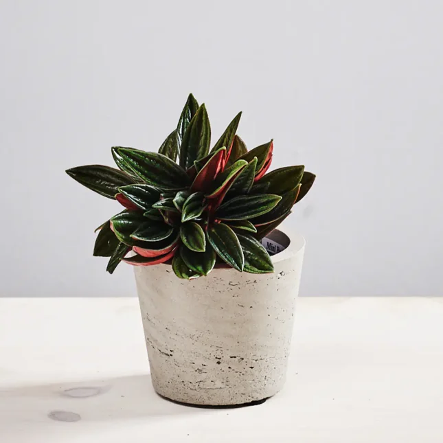 MS1k8_0309_0629SZKALRNIA 313 Peperomia rosso baby