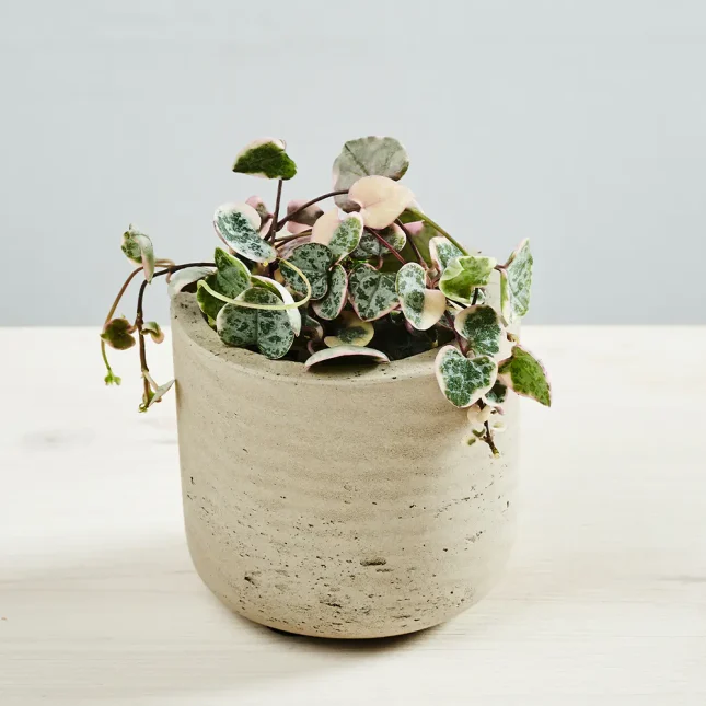 Ceropegia woodii variegata baby