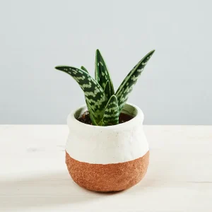Aloes tygrysi baby (aloe variegata)