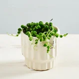 Senecio rowleyanus baby (Starzec Rowleya)