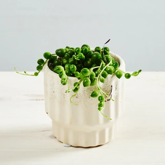 Senecio rowleyanus baby (Starzec Rowleya)