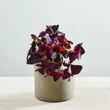 Szczawik ‘mijke’ (oxalis triangularis)