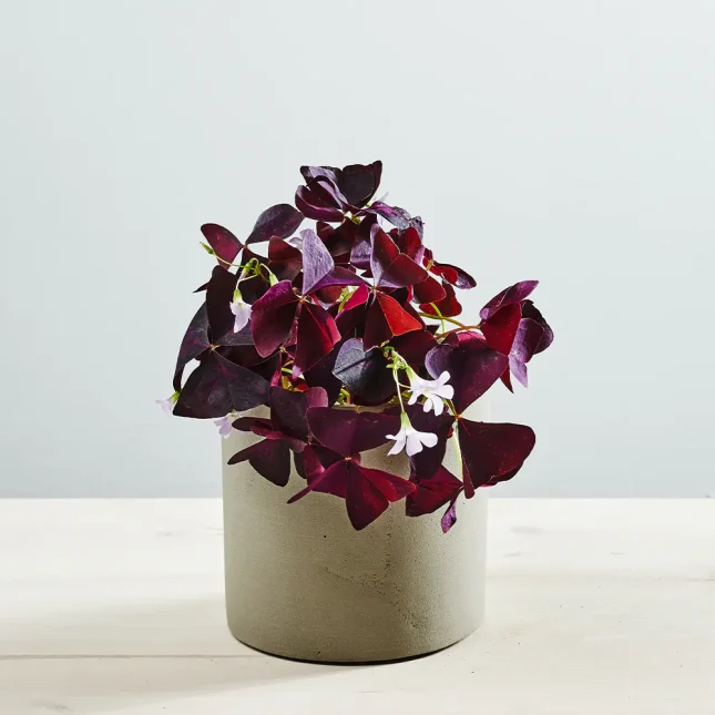 MS1k9_0194_MS9 194 Szczawik ‘mijke’ (oxalis triangularis)