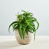 Zielistka bonnie (chlorophytum comosum)