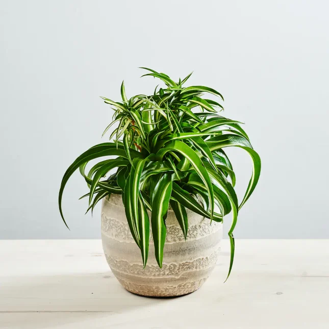 Zielistka bonnie (chlorophytum comosum)