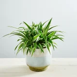 Zielistka ocean (chlorophytum comosum)
