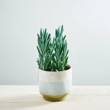 Senecio aquarine mount everest
