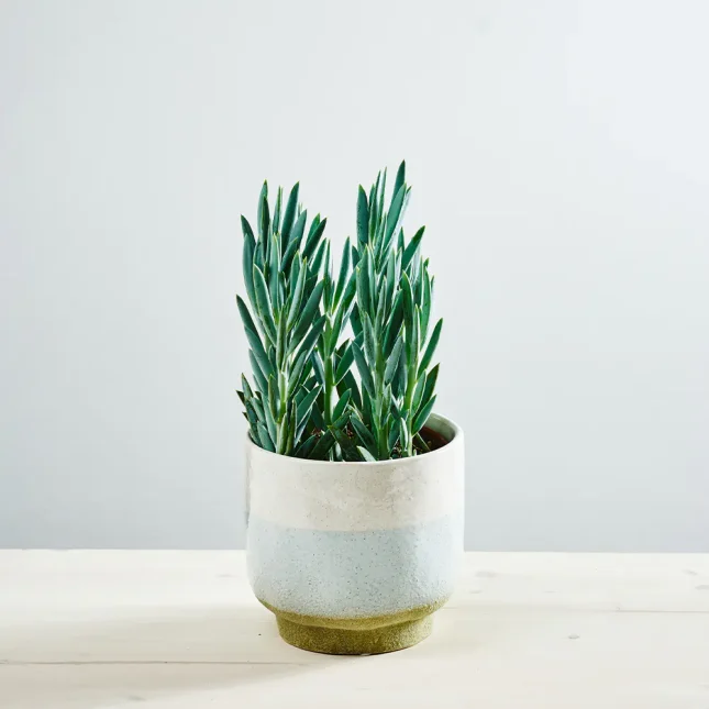 Senecio aquarine mount everest