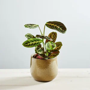 Maranta leuconeura fascinator tricolor