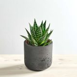 Aloes aristata tiki tahi