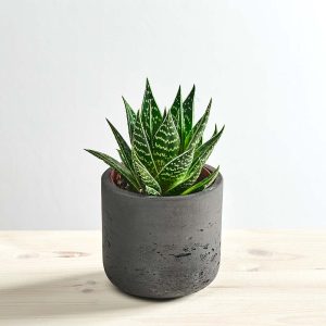 Aloes aristata tiki tahi