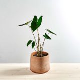 Alokazja zebrina (alocasia)