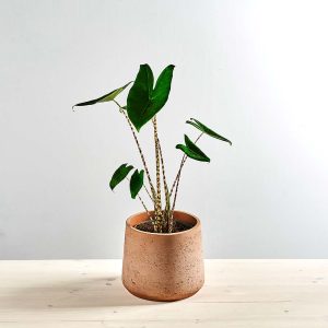 Alokazja zebrina (alocasia)