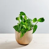Monstera siltepecana