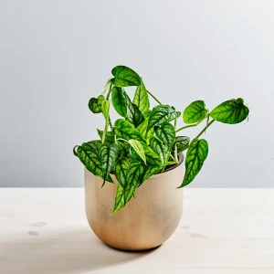 Monstera siltepecana