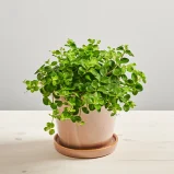 Peperomia rotundifolia