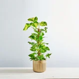 Epipremnum złociste na paliku (epipremnum aureum) Gigant