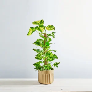 Epipremnum złociste na paliku (epipremnum aureum) Gigant