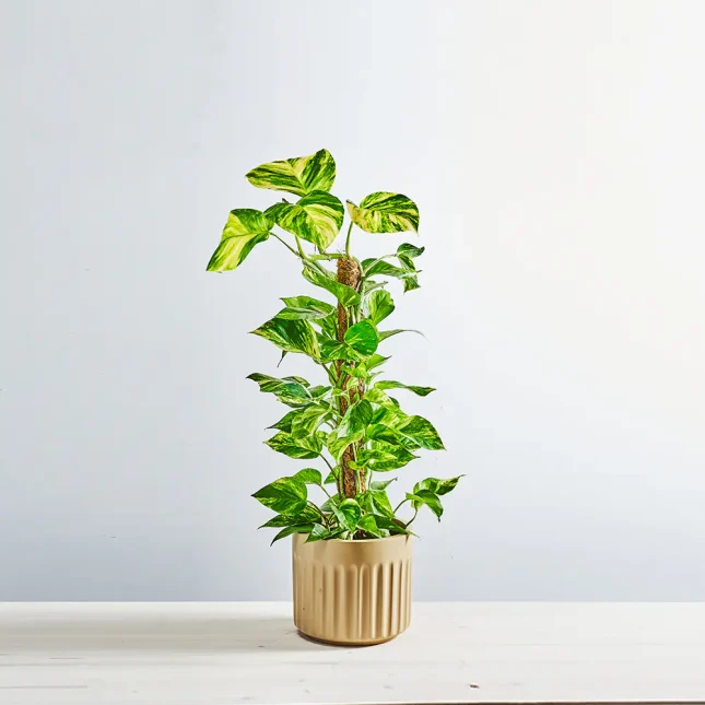 Epipremnum złociste na paliku (epipremnum aureum) Gigant
