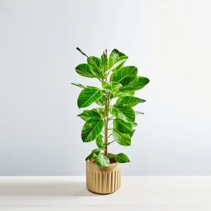 Fikus bengalski altissima 'variegata' (ficus)