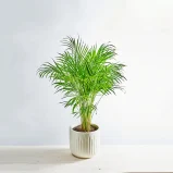 Howea forsteriana (kencja)
