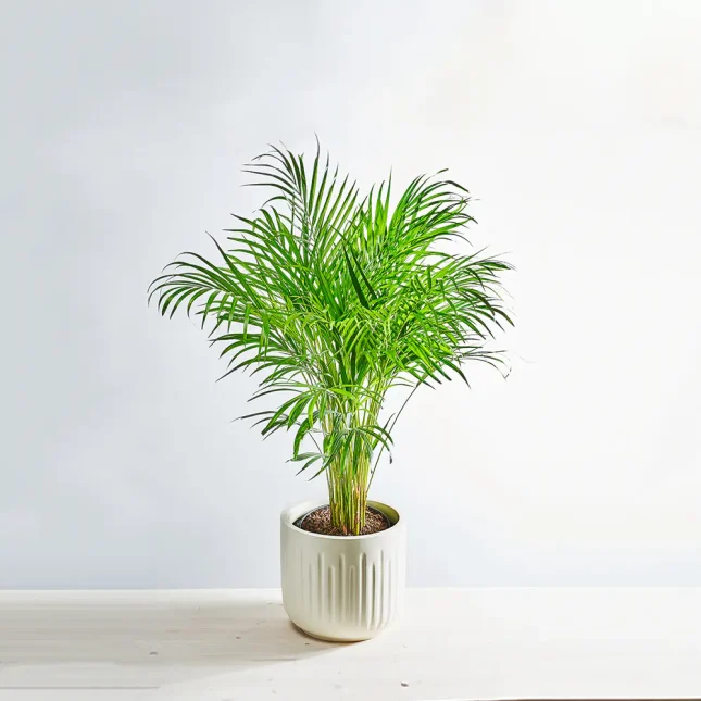 Howea forsteriana (kencja)