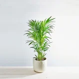 Howea forsteriana (kencja)