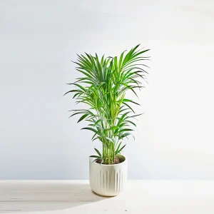 Howea forsteriana (kencja)