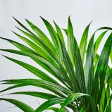 MS111k_0031_MS11 36