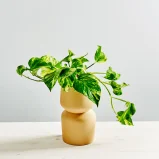 Epipremnum 'hicolor' (golden queen)