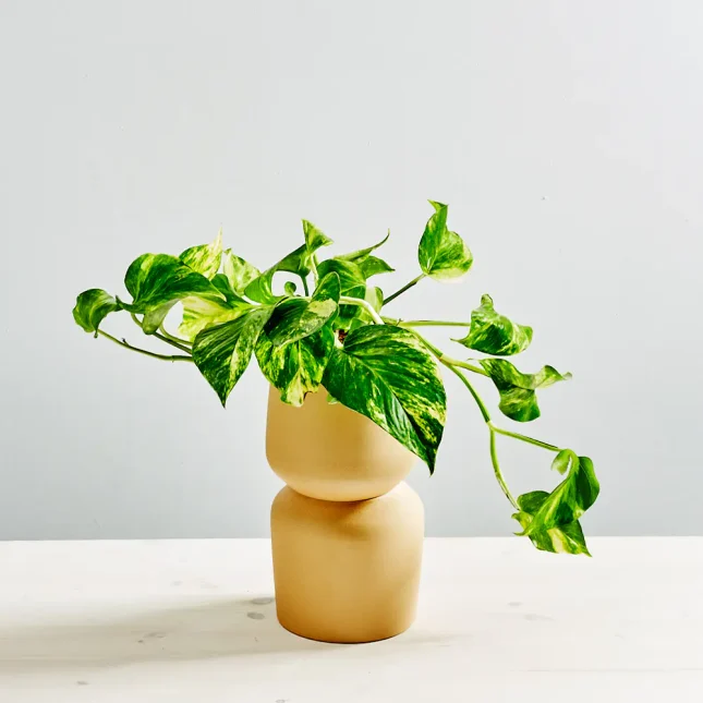 Epipremnum 'hicolor' (golden queen)