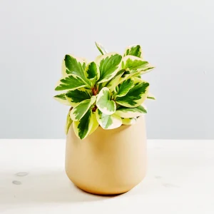 Peperomia obtipan bicolor