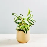 Dracena milky way
