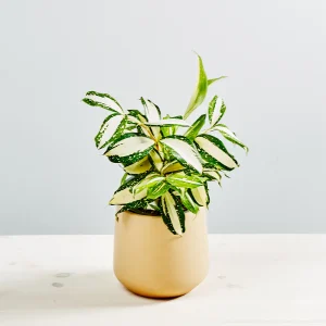 Dracena milky way