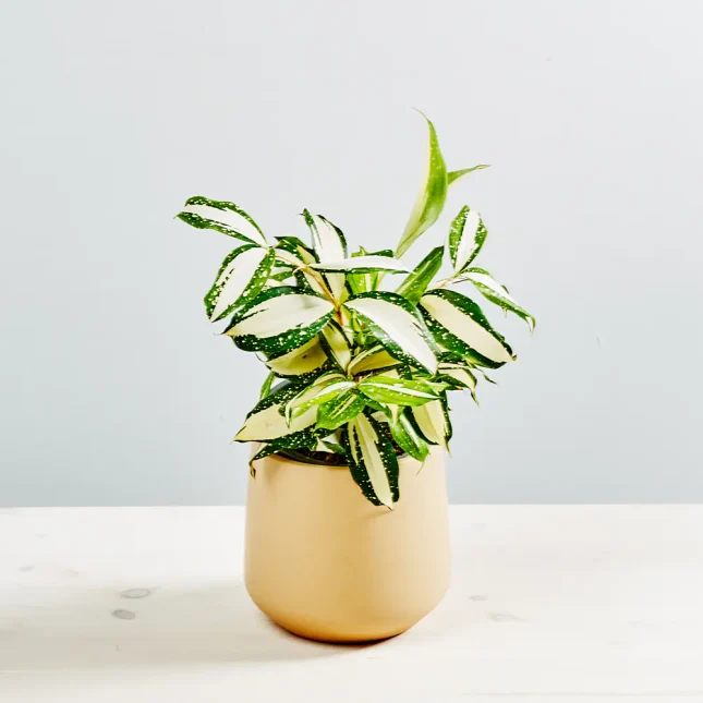 Dracena milky way