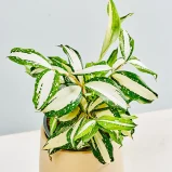 MS1k10_0013_MS10 14