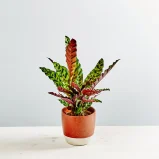 Calathea lancifolia