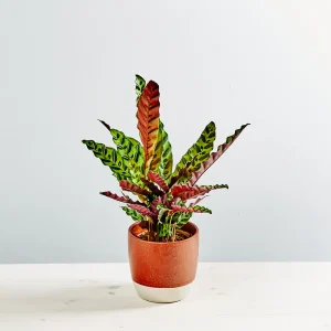 Calathea lancifolia