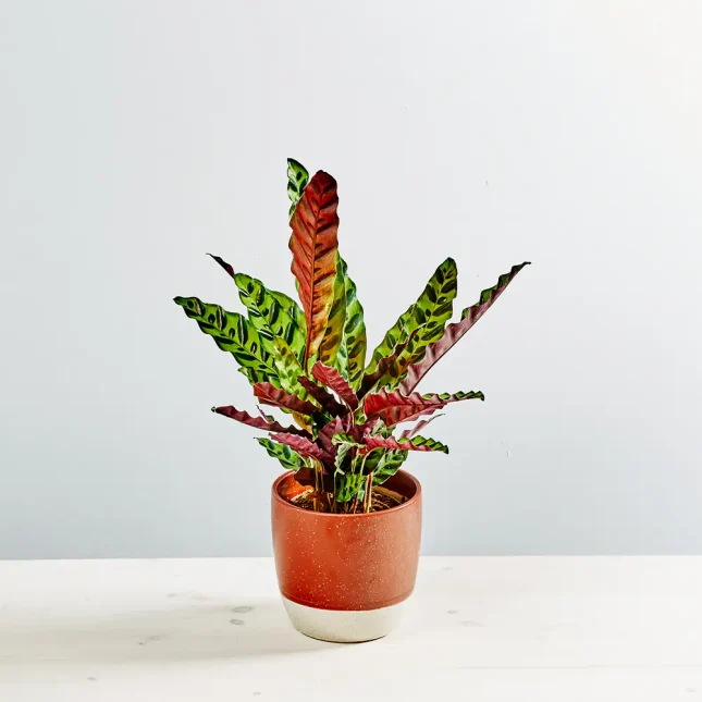 Calathea lancifolia