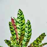 MS1k10_0016_MS10 17