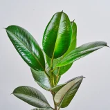 MS1k10_0109_MS10 111