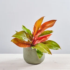 Philodendron prince of orange