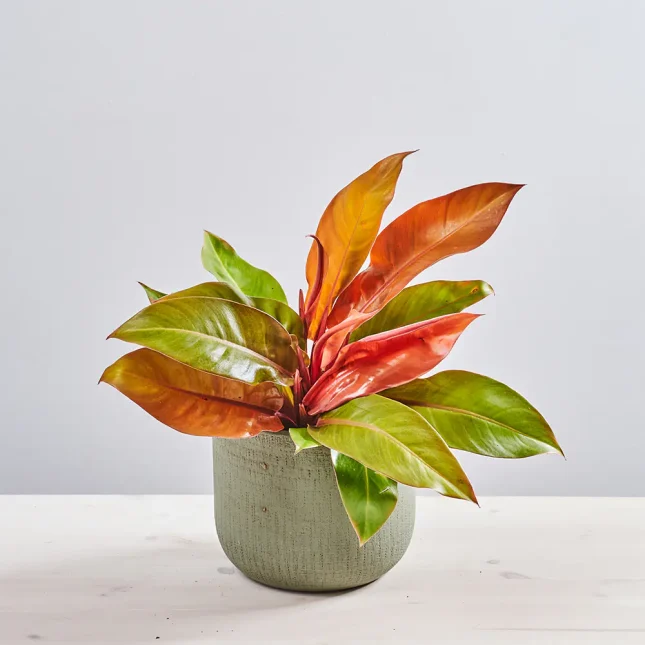 Philodendron prince of orange