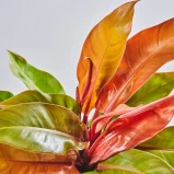 MS1k10_0125_MS10 127