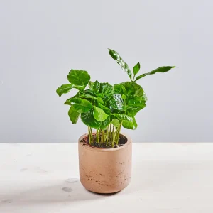 Kawa baby (coffee arabica)