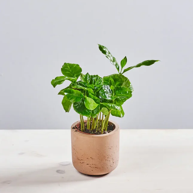 Kawa baby (coffee arabica)
