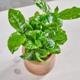 MS1k10_0162_MS10 165
