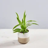 Zielistka ocean baby (chlorophytum comosum)
