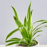 MS1k10_0169_MS10 172