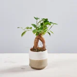Fikus microcarpa ginseng baby (ficus)